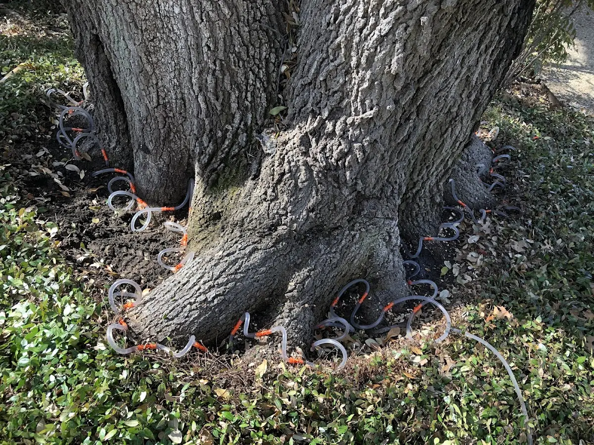Detailed Tree Cabling and Bracing job site in Saline