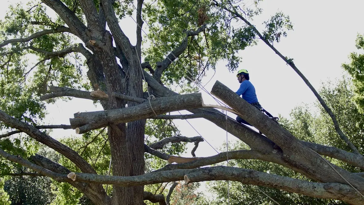 Professional Crown Thinning performed by certified arborists in Saline